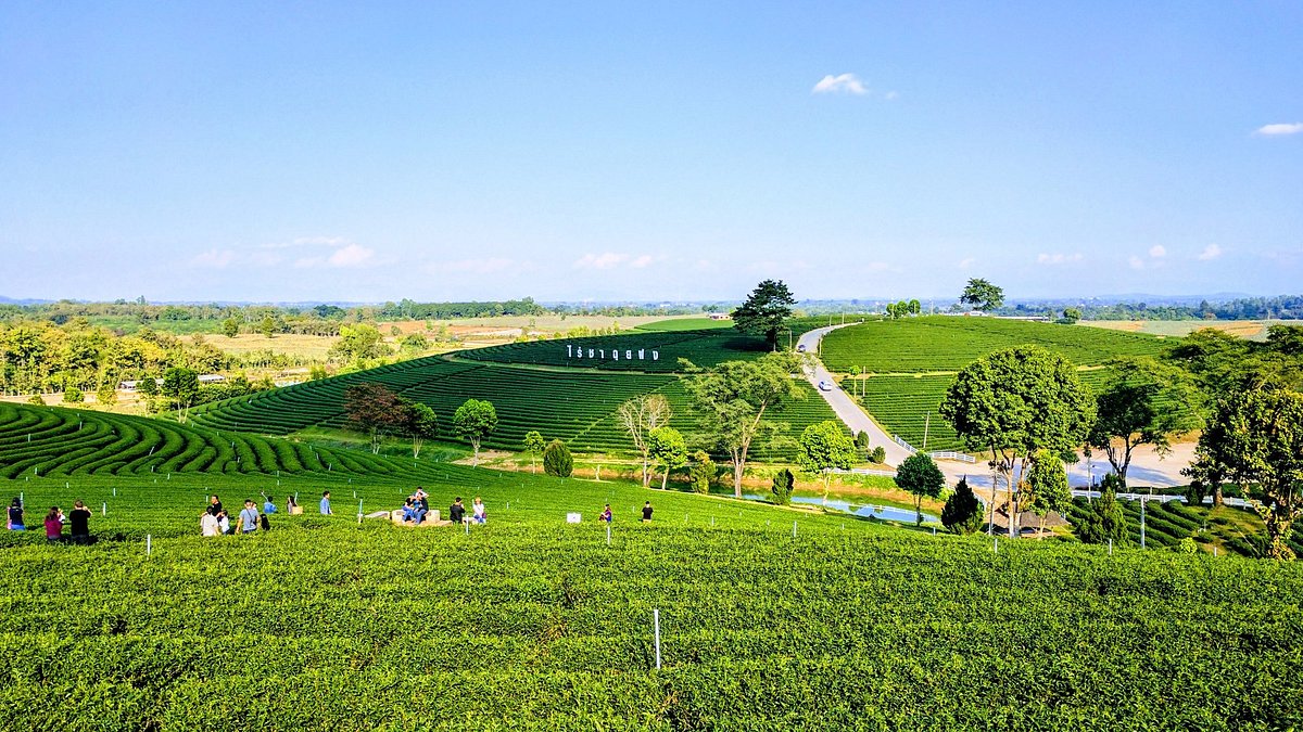 Choui Fong Tea Plantation Chiang Rai
