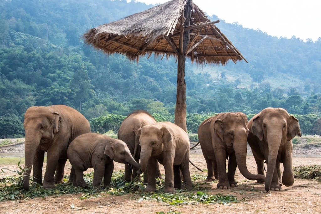 Elephant Camp Chiang Mai